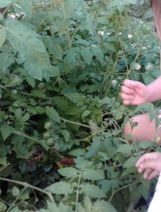 A couple of children's hands are seen holding on to stems of tomato plants as they check for ripe ones.
